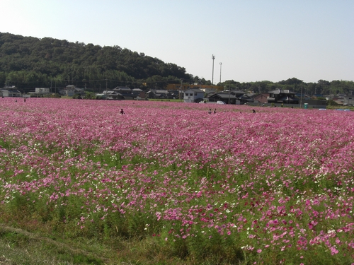 画像: 大混雑です。